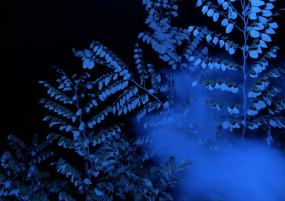 Photographie polarisée d'herbe bleues sur fond noir